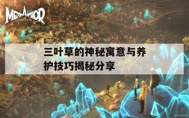 三叶草的神秘寓意与养护技巧揭秘分享